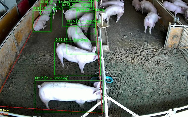 Computer vision tracking individual pigs in a barn.